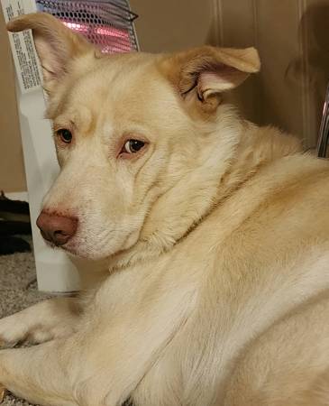 Shepherd/lab mix (Atlanta)63922481939459120