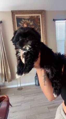 Shih tzu puppies (Goodyear)64048127236482121