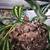 Crested geckos! 18 thumbnail