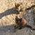 RUSSIAN BLUE KITTENS/ORANGE TABBY 1 thumbnail