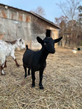 Nigerian dwarf doeling 1