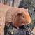 Guinea pigs 6 thumbnail