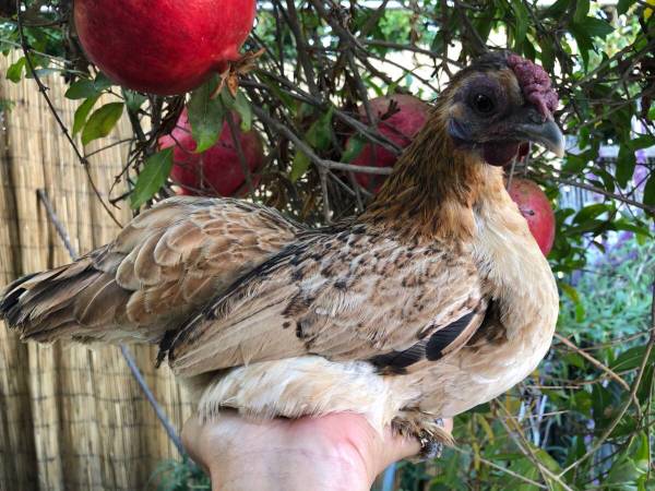 Lovely adorable naked bantam neck hen Japanese hen 1