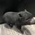Micro pig 7 thumbnail