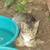 9 Loving Friendly Pretty Cats Need Good Homes or Farms 14 thumbnail