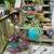 Plant / Yard Sale 5 thumbnail