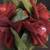 Solar Silk Rose Vine - 7'9" long 3 thumbnail
