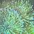 Japanese long polyp toadstool coral 2 thumbnail