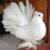 All Kind of Pigeons , Peacocks (white & Color ) , Mandarin Ducks 6 thumbnail