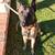 Male Belgian malinois 6 thumbnail