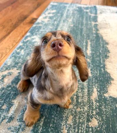 Dachshund puppyAdorable 1