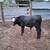 Heifers becerros 6 thumbnail