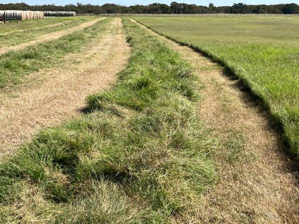 3rd Cutting Coastal and Coastal Mix Hay for sale 1