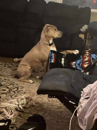 American Bulldog (Tecumseh)63670608669569121