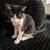 Cat for Adoption 1 thumbnail