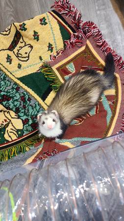 Ferret (Piedmont)64671994373121120