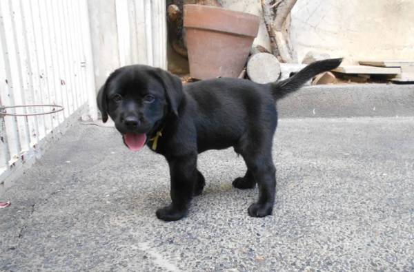 Chocolate Lab kiddos Ready This Week (eight32 252-1446)64682897818113120