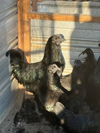 Ayem Cemani (chickens) (North Visalia)63873028331905120