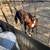 Billy goat 5 thumbnail