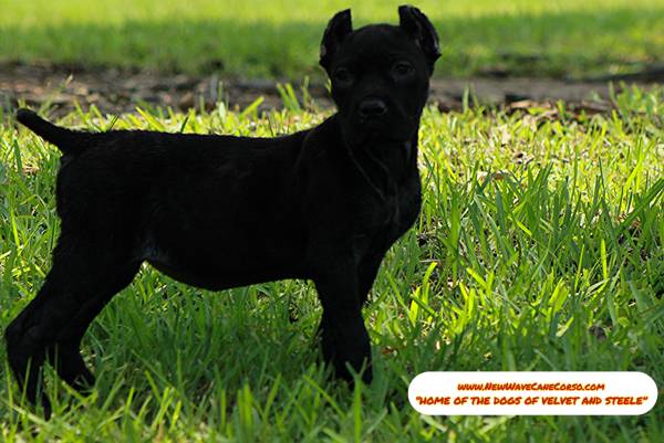 Hembra Cane Corso de 6 meses negra63859317305091120