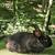 Bunnies/rabbits 8 thumbnail