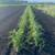 Farm for Sale 3 thumbnail