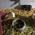 Guinea pigs 20.00 7 thumbnail