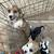 Papillion/chihuahua mix & chihuahua/dashhound mix 22 thumbnail