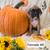 Boxer Puppies 8 thumbnail