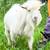 Nigerian dwarf goats 1 thumbnail
