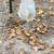 Lavender orpington rooster 3 thumbnail