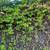 LANDSCAPING IN FREE ESTIMATES 4 thumbnail