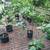 Fig trees 1 thumbnail
