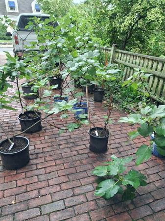 Fig trees 1