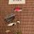 Fishing Lures- Whopper Plopper, Cleo, Crankbaits, Spinnerbaits, more 5 thumbnail