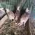 Turkeys 1 thumbnail