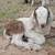Boer goats Nubian goats for sale chivas de venta 10 thumbnail