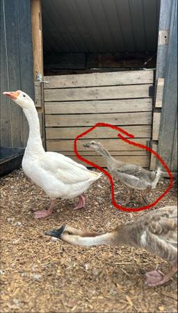 Gosling 1