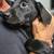 Black Lab Puppies!!!! 1 thumbnail