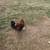 Roosters/ gallos 3 thumbnail