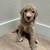 Golden Doodle Puppies (Standard Size) 2 thumbnail