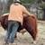 Miniature American British White Park Bull 4 thumbnail