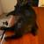 Female Manx Cat 3 thumbnail