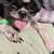 ShihTzu Reduced to Rehome! 6 thumbnail