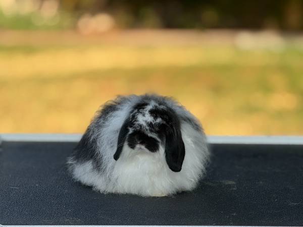Bunny Looking for new home 1
