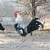 Roosters 1 thumbnail