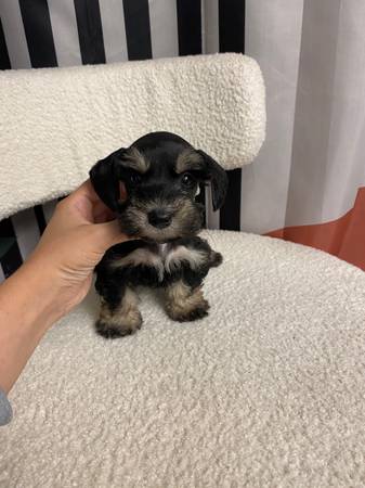 Mini schnauzer-miniature schnauzers 1