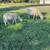 St. Croix Sheep 9 thumbnail