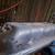 2005 CHEVY 1/2 TON GASTANK - never used 3 thumbnail