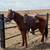 3 year old gelding 1 thumbnail